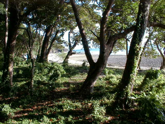 View of beach from forest