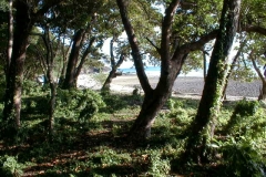 View of beach from forest